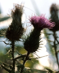 máriatövis máriatövis