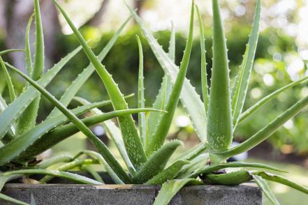 Aloe szobában