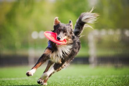 Border collie