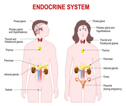 Endokrin rendszer