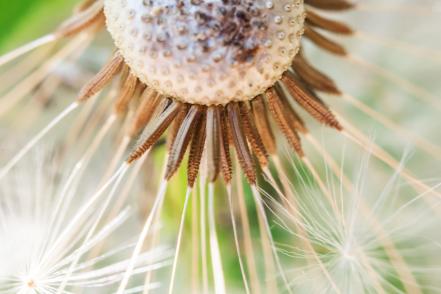 Pollen hidegfront