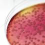 antibiotikum, baktériumok, baktérium antibiotikum, baktériumok, baktérium