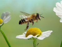 méhcsípés