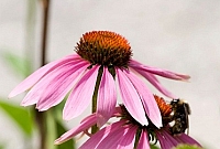 echinacea, kasvirág, megfázás