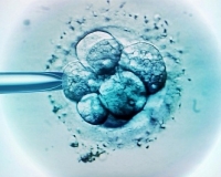 lombikprogram, embrió