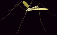 szúnyog, malária