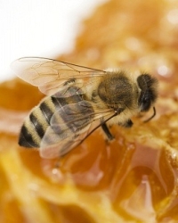méhcsípés