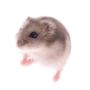 egér