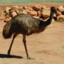 emu