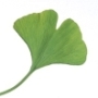 ginkgo, epilepszia
