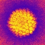HPV, körülmetélés