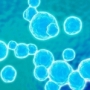 MRSA, baktériumok MRSA, baktériumok