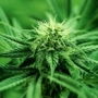 neuropátiás fájdalom, marihuána, kannabisz neuropátiás fájdalom, marihuána, kannabisz