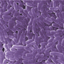 probiotikum, probiotikumok, immunrendszer probiotikum, probiotikumok, immunrendszer